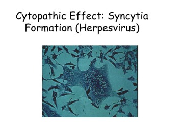 cytopathic effect